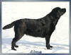 Alma